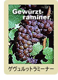 Gewürztraminer