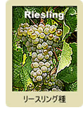 Riesling