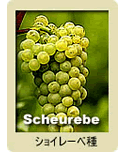 Scheurebe