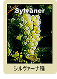 Sylvaner